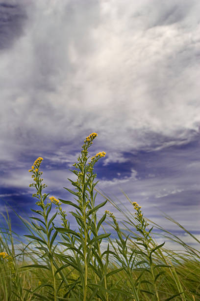 Flowers and clouds stock photo