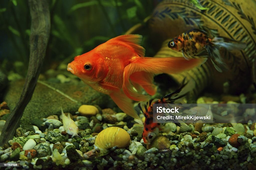 Peixe dourado, Aquário - Royalty-free Amarelo Foto de stock