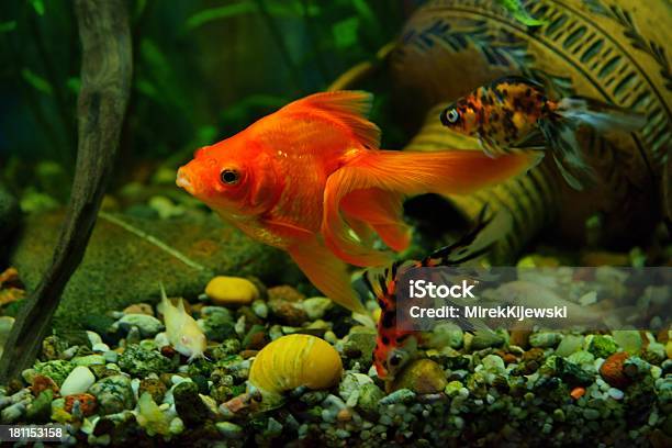 Peixe Dourado Aquário - Fotografias de stock e mais imagens de Amarelo - Amarelo, Animal, Animal Cativo