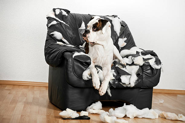 istock Boxer dog is destroyed on a leather armchair. 181153172