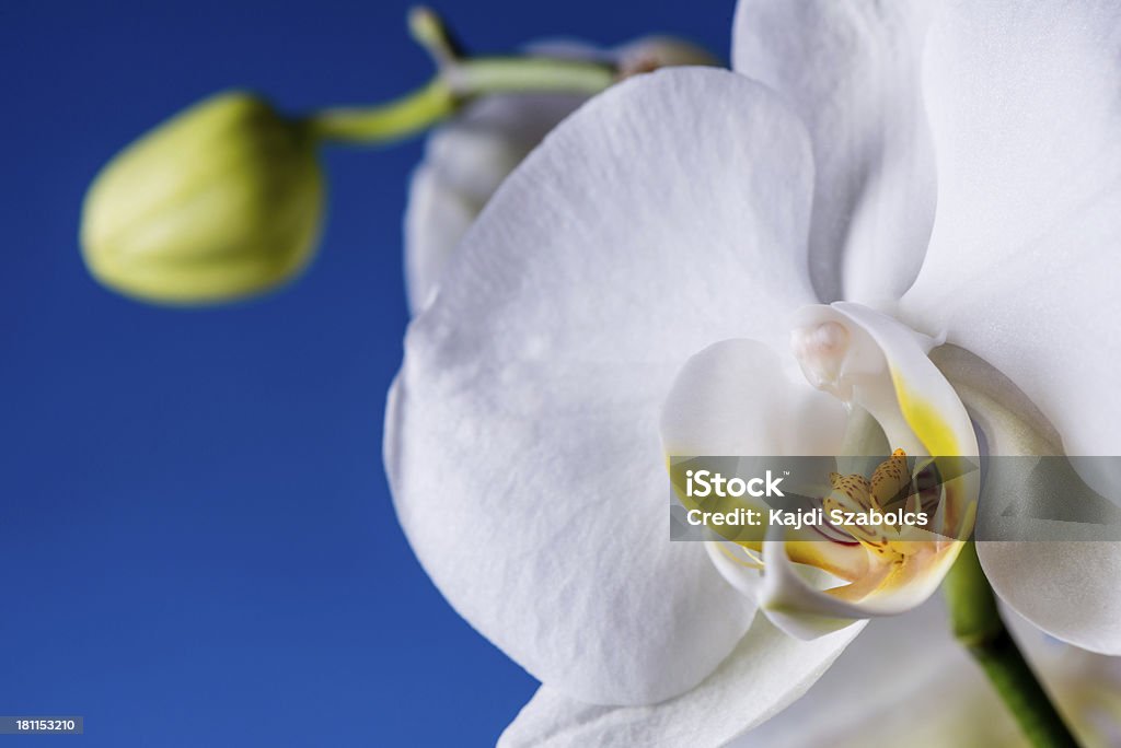 Blanc, Orchidée - Photo de Beauté libre de droits