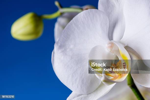 White Orchidea - Fotografie stock e altre immagini di A bioccoli - A bioccoli, Bellezza, Bellezza naturale