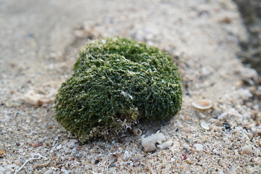 Beautiful green fresh seaweed algae on the stone isolated on beach