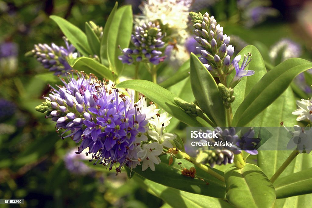 cespuglio lilla - Foto stock royalty-free di Aiuola