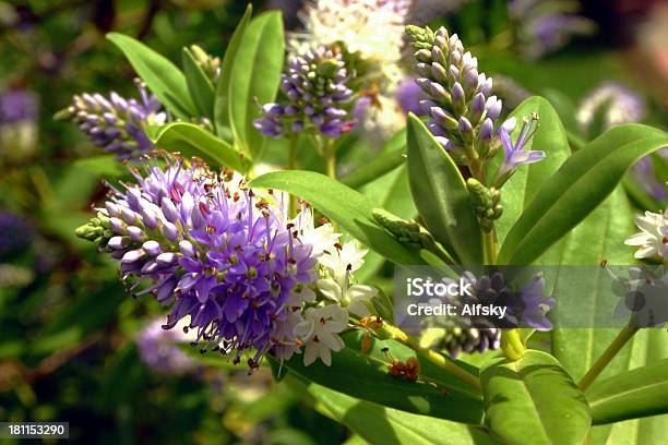 Lilás Bush - Fotografias de stock e mais imagens de Ao Ar Livre - Ao Ar Livre, Arbusto, Canteiro de flores