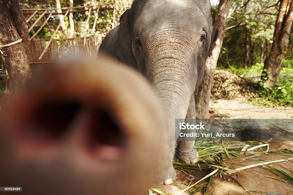 Thai Elefante raggiungere per telecamera - Foto stock royalty-free di Addomesticato