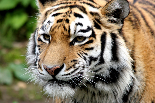 siberian tiger head shot