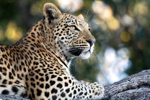 A wild leopard spotted on the Okavango Delta in Botswana.
