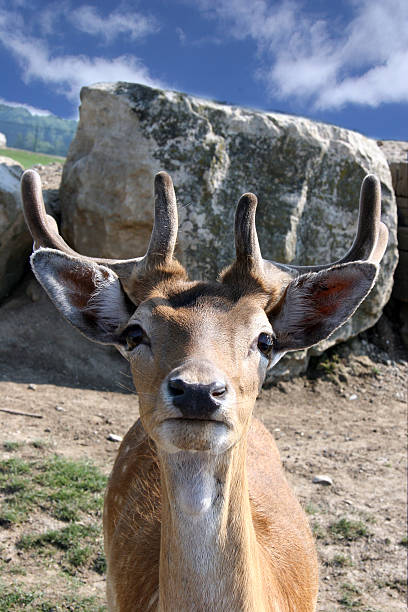 Você lookin'a mim?! - foto de acervo