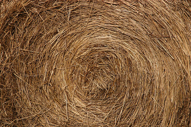 Close-Up Hay stock photo