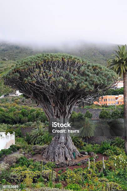 Drago En Icod De Los Vinos En Tenerife España Foto de stock y más banco de imágenes de Árbol sangre de dragón - Árbol sangre de dragón, Aire libre, Drago