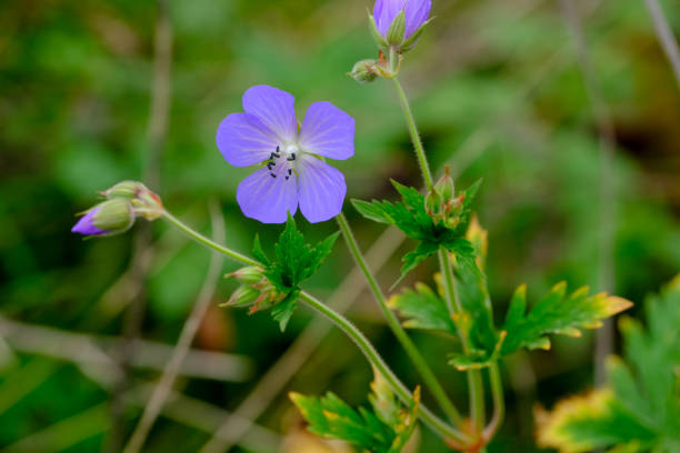 istock Colourful blossom in the sun, close-up. 1811537210