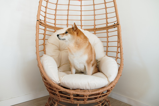 Shiba Inu dog on a chair inside a house