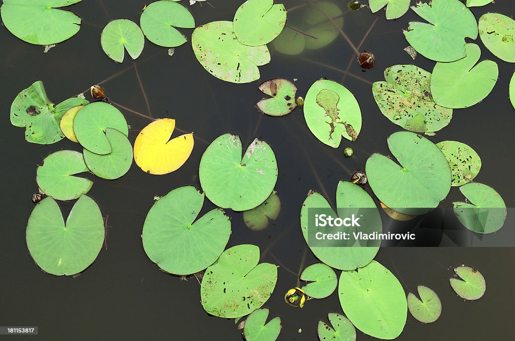 Ninfea - Foto stock royalty-free di Acqua