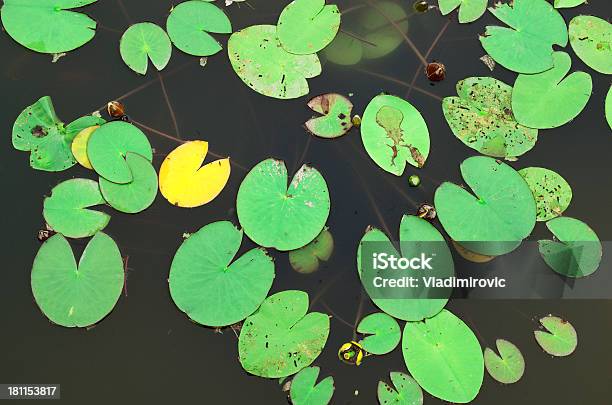 Ninfea - Fotografie stock e altre immagini di Acqua - Acqua, Alimentazione sana, Ambientazione esterna