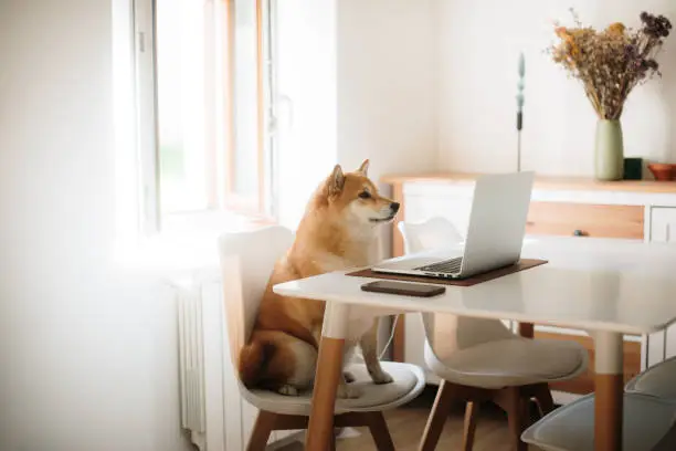 Photo of Shiba Inu dog looking at a laptop