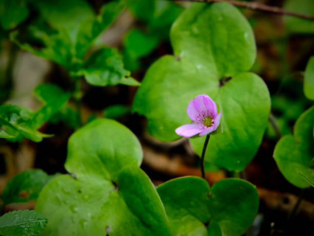 istock Colourful blossom in the sun, close-up. 1811538357