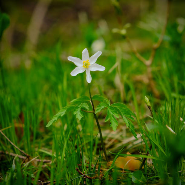 istock Colourful blossom in the sun, close-up. 1811538654