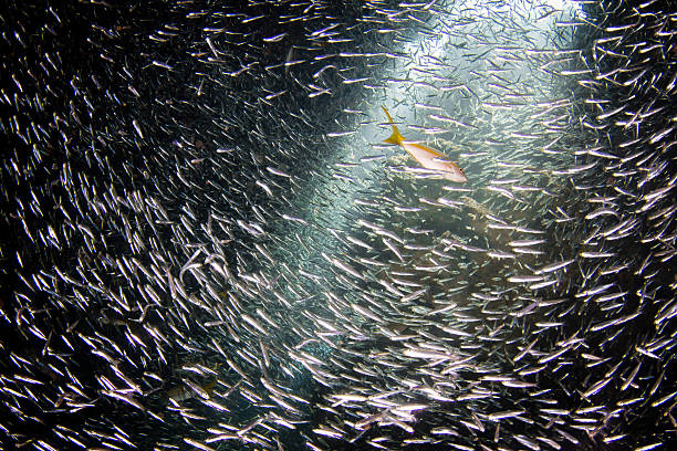 istock School of Fish in a cave 181153872