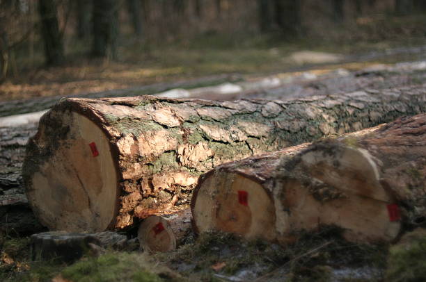 wood  one wood in forest sawmill gravy stock pictures, royalty-free photos & images