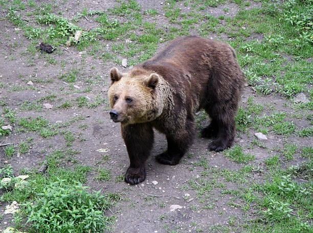 istock Black bear in wildlife 181153911