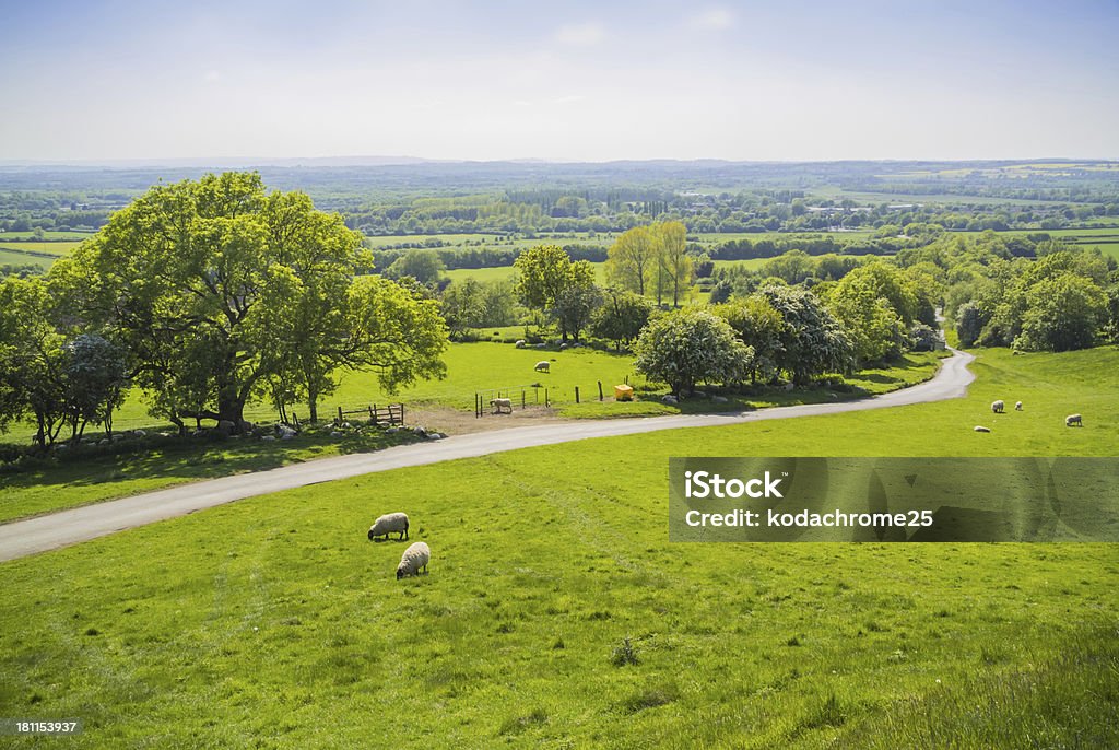 Pecore - Foto stock royalty-free di Contea di Warwick
