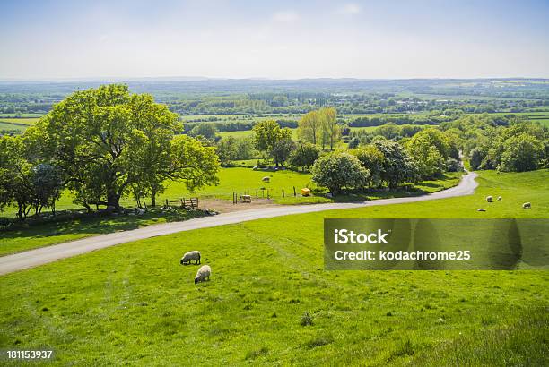 Овца — стоковые фотографии и другие картинки Уорикшир - Уорикшир, Ландшафт, Ферма