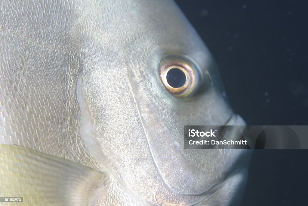 Seefledermaus, Nahaufnahme - Lizenzfrei Fisch Stock-Foto