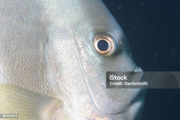 Seefledermaus Nahaufnahme Stockfoto und mehr Bilder von Fisch - Fisch, Fledermausfisch - Spatenfisch, Flosse