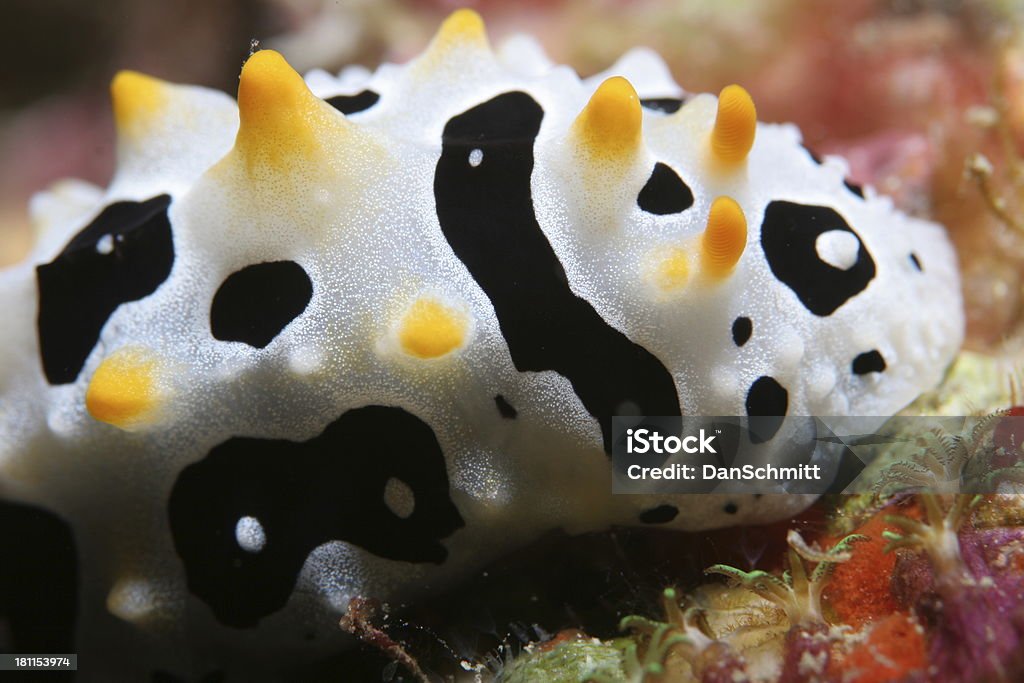 Grande plano Nudi - Royalty-free Animal Foto de stock