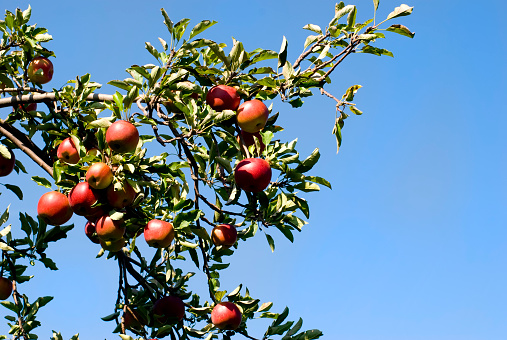 Organic red ripe apples on the orchard tree with leaves