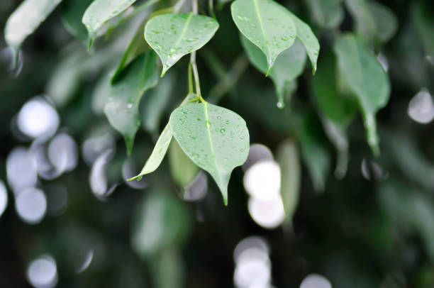 istock Ficus Benjamina  L, Moraceae or Golden Fig or Weeping Fig and rain droplet 1811540029