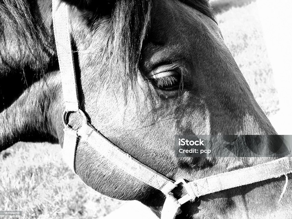 Horse de pastoreo - Foto de stock de Animal libre de derechos