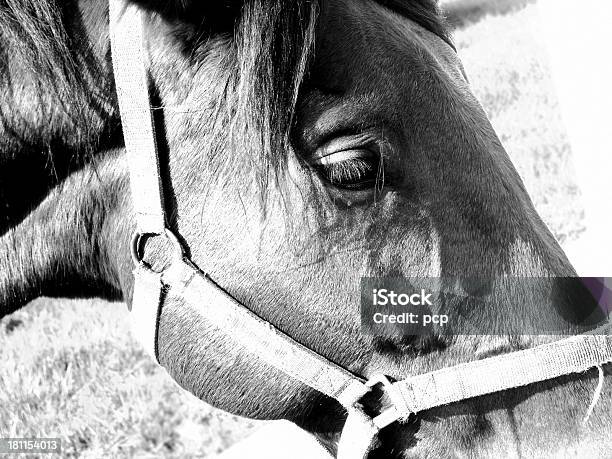 Horse De Pastoreo Foto de stock y más banco de imágenes de Animal - Animal, Arnés, Arnés de seguridad