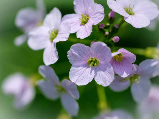 istock Colourful blossom in the sun, close-up. 1811540578