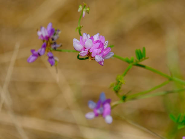 istock Colourful blossom in the sun, close-up. 1811541667