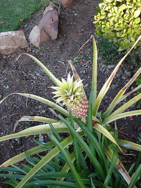 рост ананас, открывающаяся с вершины - zippyzoo стоковые фото и изображения