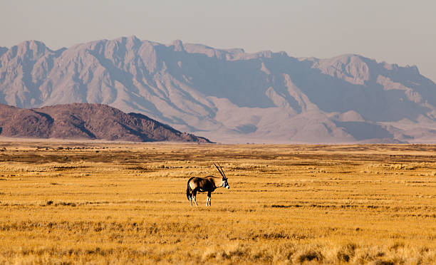 istock Gemsbok in Namibia, Africa 181154409
