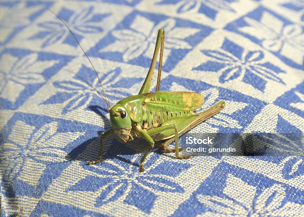 Cavalletta - Foto stock royalty-free di Animale