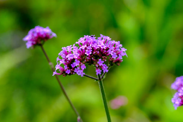 istock Colourful blossom in the sun, close-up. 1811544571