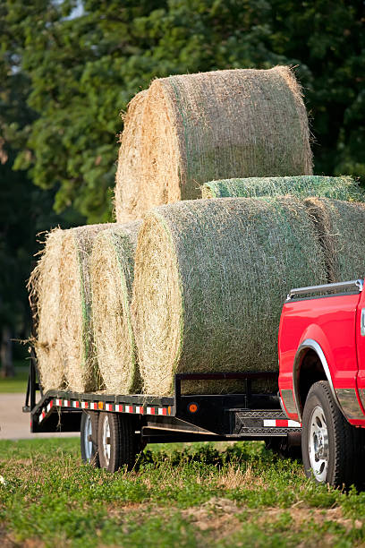 istock Hay Bales Loaded on Trailer 181154601