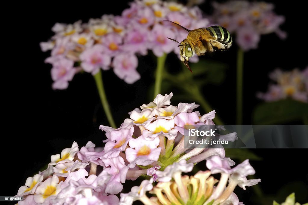 Пчелы Летающий - Стоковые фото В воздухе роялти-фри