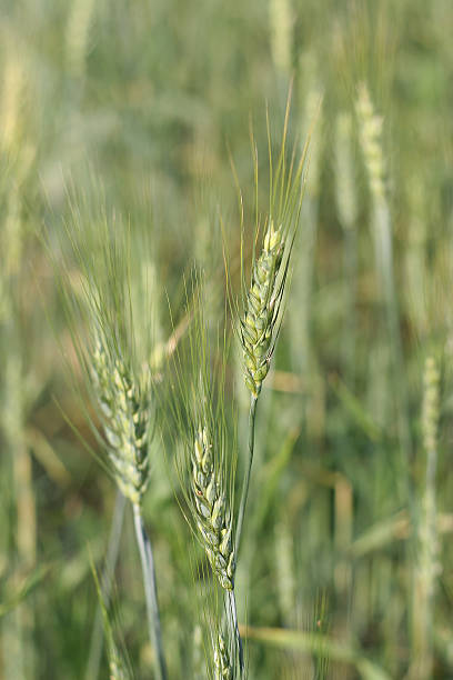 farm: trigo 01 - genetic research rural scene wheat photosynthesis fotografías e imágenes de stock