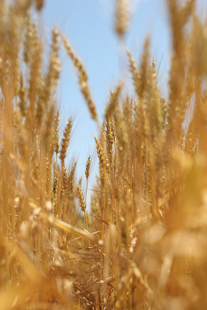 campo de trigo dorado - 05 - genetic research rural scene wheat photosynthesis fotografías e imágenes de stock