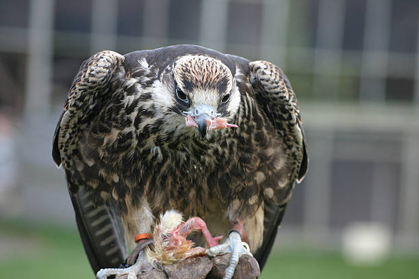 Falcon – Foto