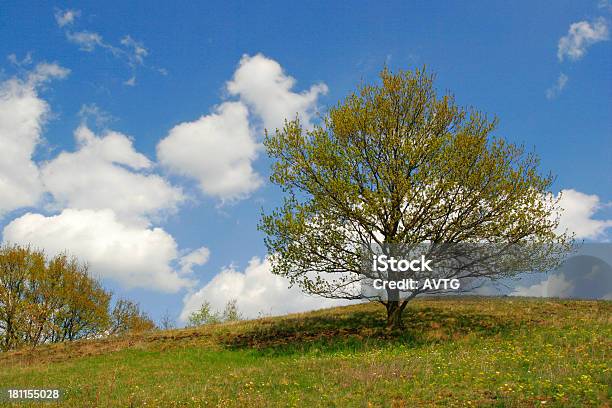 Árvore De Isolamento - Fotografias de stock e mais imagens de Agricultura - Agricultura, Ajardinado, Ao Ar Livre