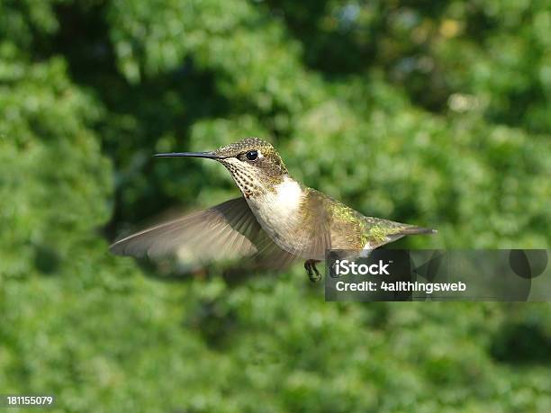 Colibrí En Vuelo Foto de stock y más banco de imágenes de Animal - Animal, Chattanooga, Colibrí