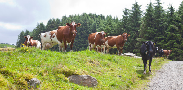 Cows grazing an a field.