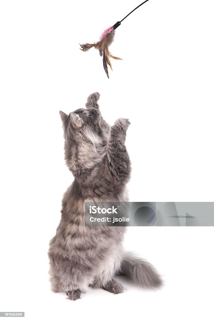 Gris Chat sibérien debout - Photo de Chat domestique libre de droits