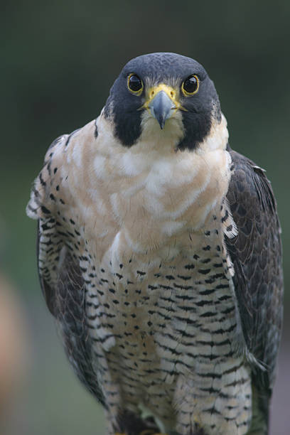 Falcon stock photo